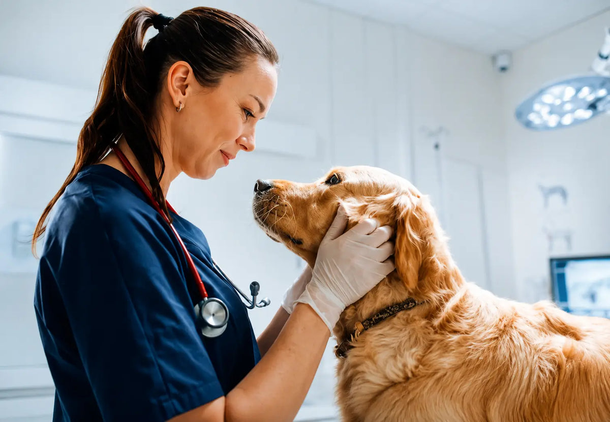 Dog Bloat: What Every Owner Needs to Know