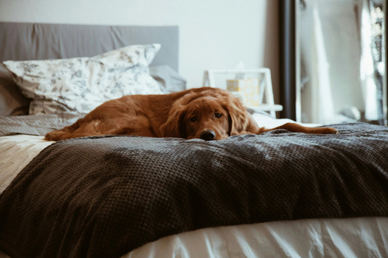 How to Calm an Anxious Dog Without Medication