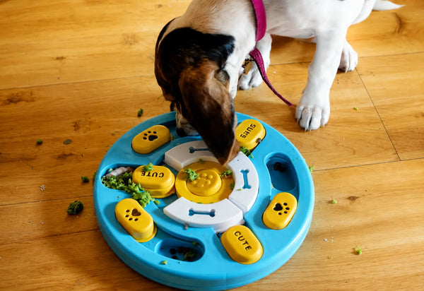 Dog Enrichment Ideas That Actually Work (No Walk Required)