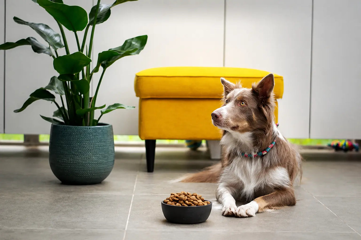 Mealtime & Feeding Essentials