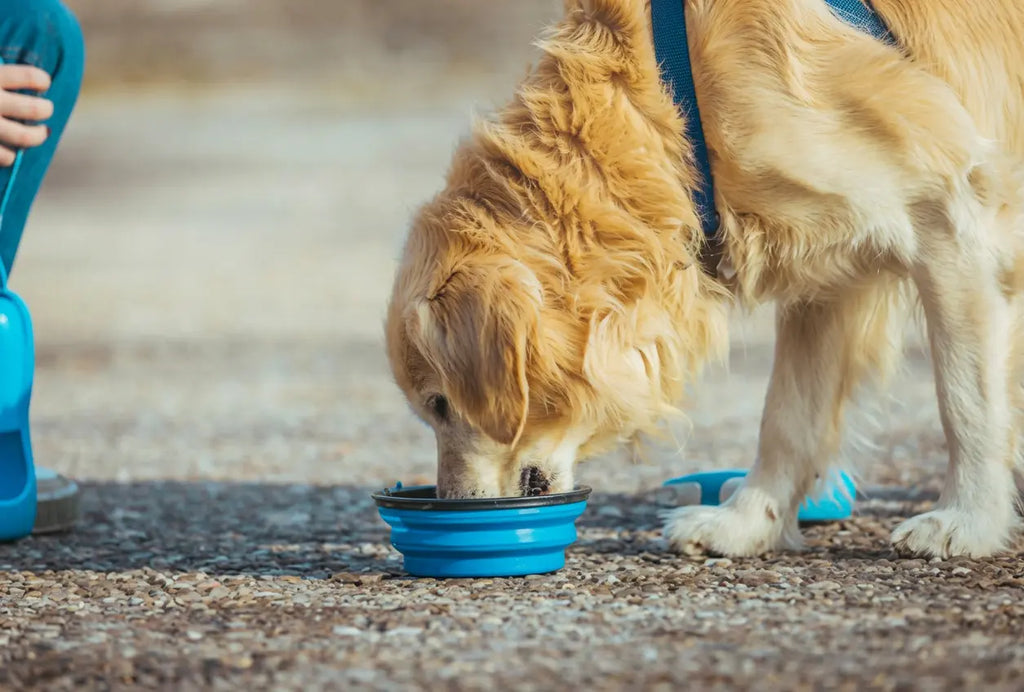 Collapsible travel bowl for dogs open on grass outdoor pet hydration accessory