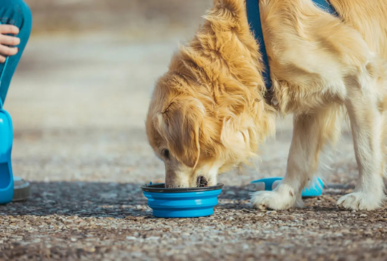 Collapsible travel bowl for dogs open on grass outdoor pet hydration accessory