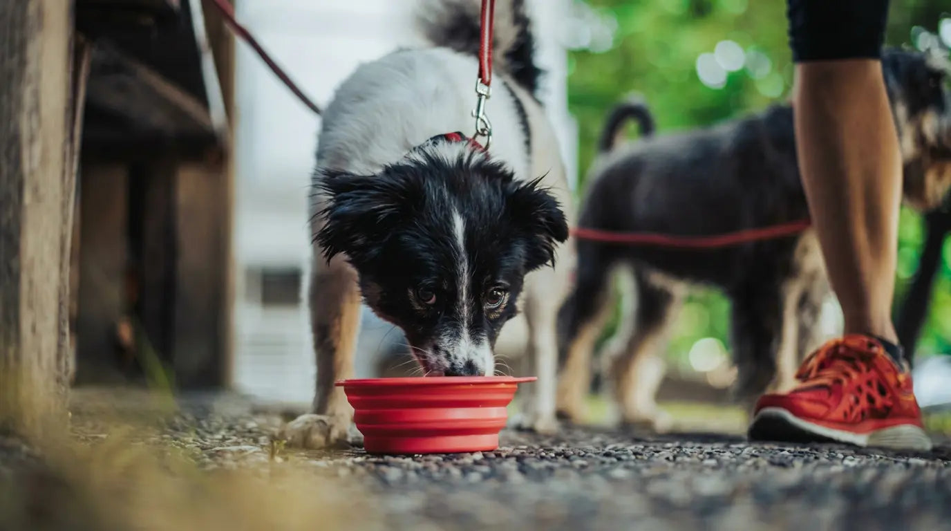 Travel bowl for dogs showing carabiner clip attachment for bag or belt loop