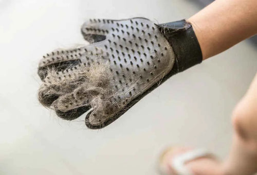 Pet grooming glove being used on dog coat to remove shedding fur naturally