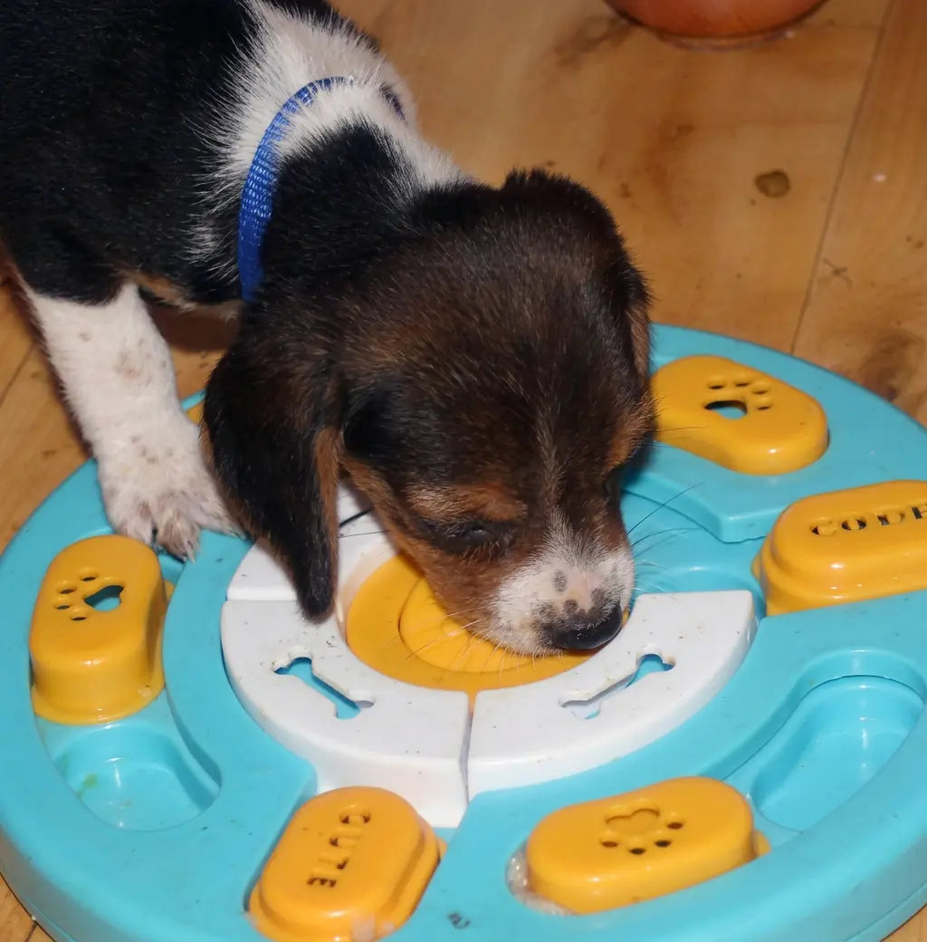 Dog enrichment puzzle feeder from above showing maze compartment layout