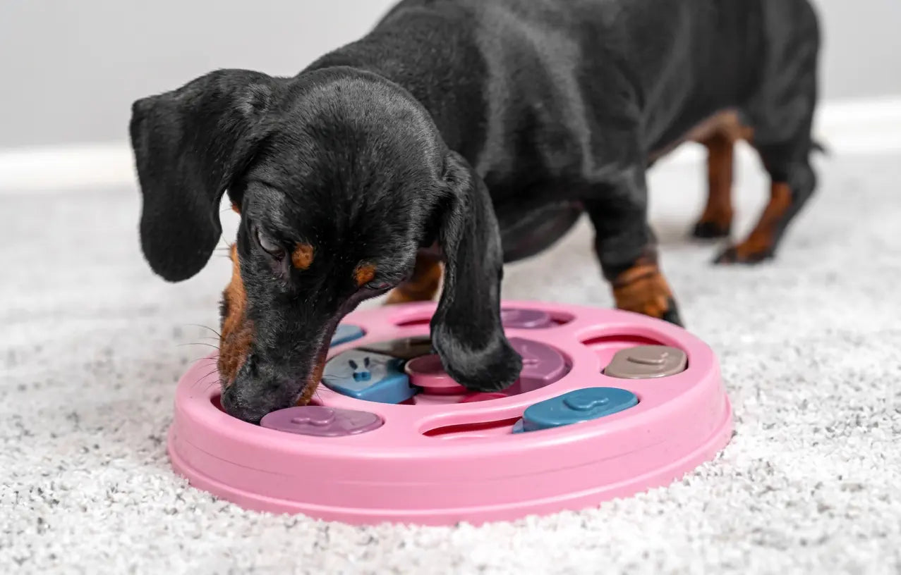 IQ enrichment puzzle feeder for dogs in yellow BPA-free slow feeding game