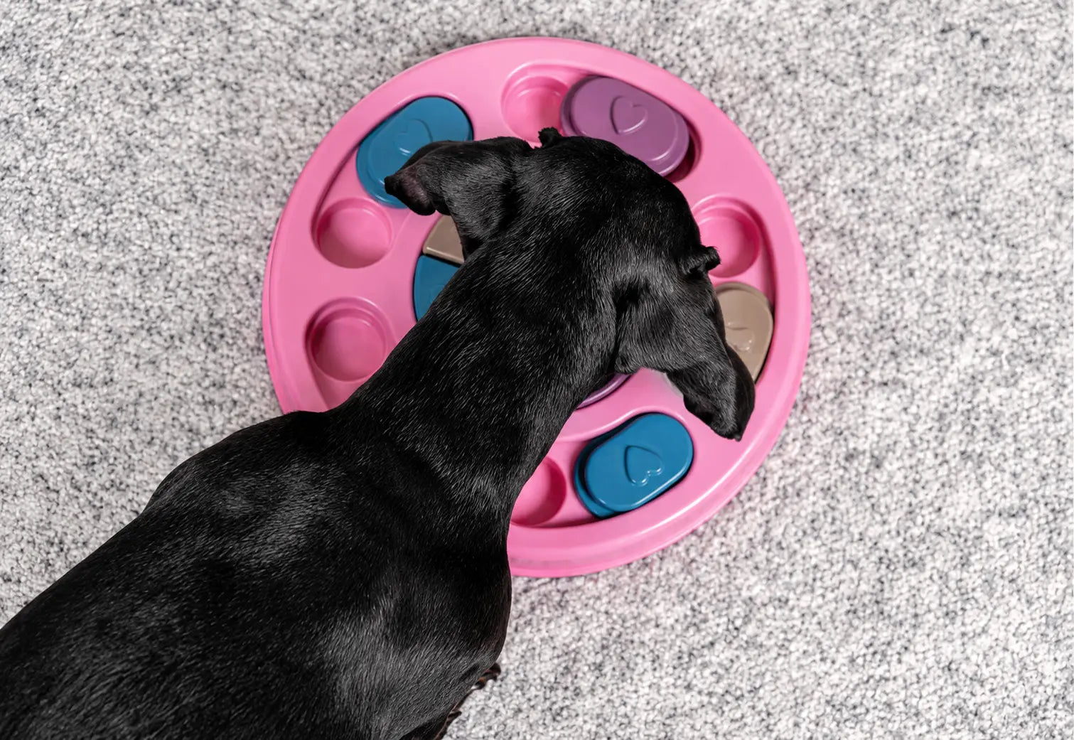 Dog puzzle feeder with rotating disc design multiple compartments for kibble and treats