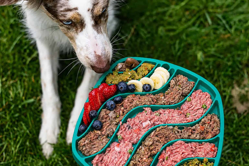 Why Slow Feeding & Enrichment Matter